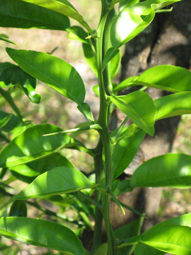            First year twig (Winter Haven, FL)   